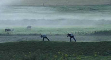 Actors on a hillside with cows